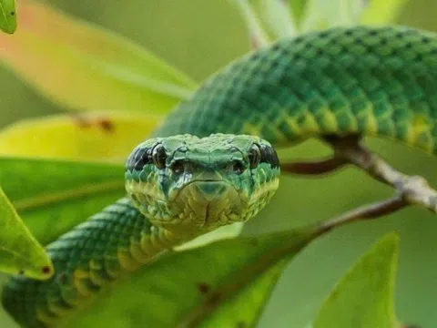 Rắn độc tấn công, người đàn ông nhập viện trong đau đớn