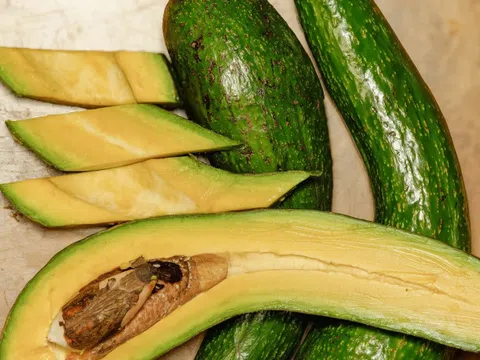 Trái bơ ngon nhiều khoáng chất, có thể sử dụng cho chế độ dinh dưỡng lành mạnh