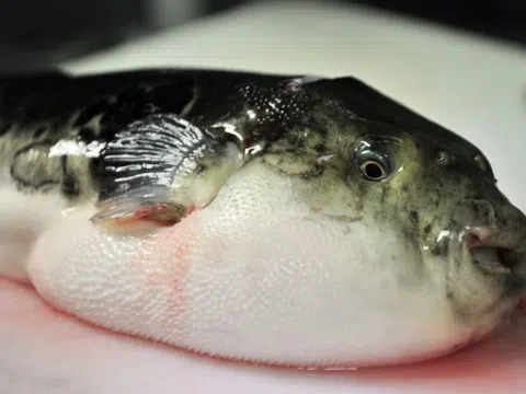 Độc chất mạnh gấp trăm lần xyanua, có nhiều trong hải sản