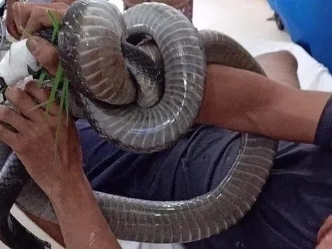 Bị rắn hổ mang cắn, người đàn ông ra đi trong tiếc nuối