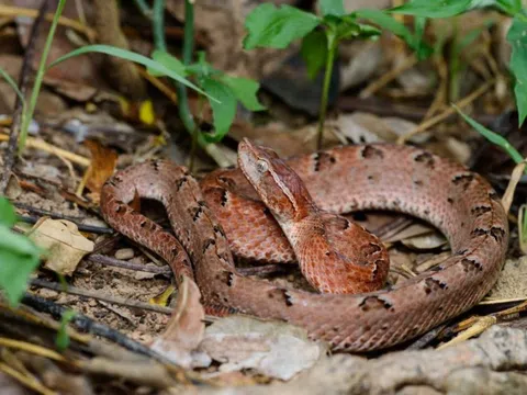 Nhận diện hai loài rắn độc phổ biến nhất ở Việt Nam