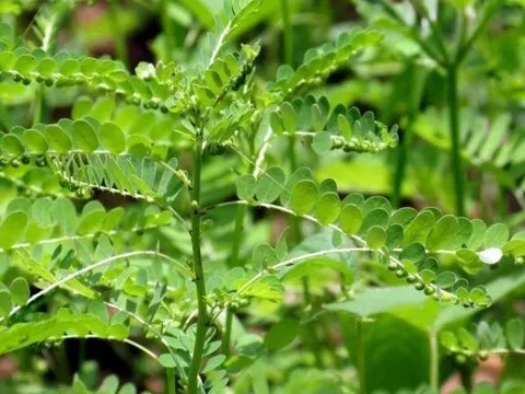 Vị thuốc tốt cho gan từ cây chó đẻ