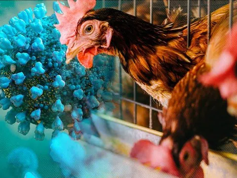 Chuyên gia cảnh báo chủng cúm H9N2 đang thích nghi với cơ thể người
