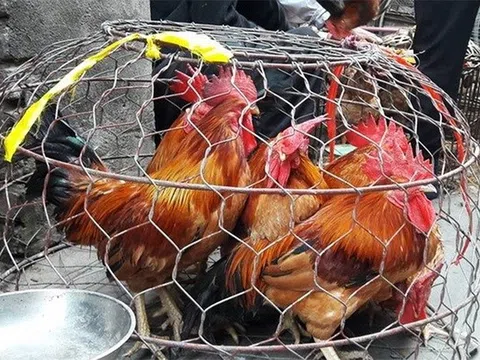 Cách phân biệt gà non và gà già khi mua gà sống