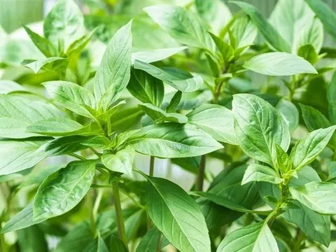 10 lợi ích sức khỏe của húng quế tươi