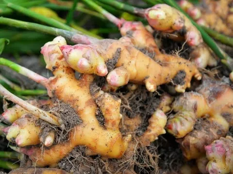 Công dụng chữa bệnh của củ gừng