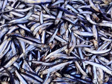 6 loại cá bổ dưỡng nên có trong bữa ăn hàng ngày