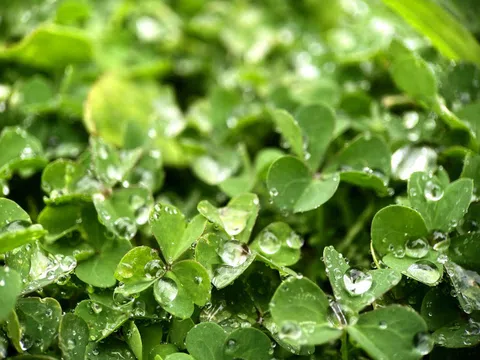 Loại rau duy nhất đạt 100/100 điểm về xếp hạng bổ dưỡng