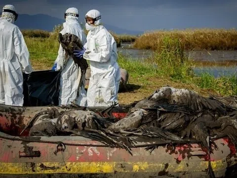 Thanh niên Campuchia không qua khỏi vì cúm H5N1