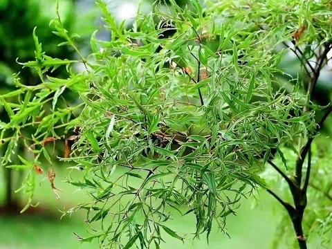 Bạn có biết công dụng của món ăn từ lá đinh lăng, thứ được ví như 'nhân sâm' của người nghèo