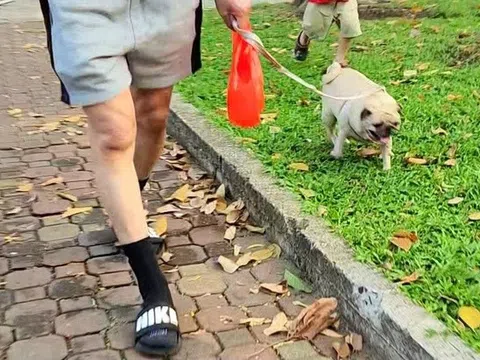 Người nuôi chó, mèo tại TP.HCM phải khai báo với UBND cấp xã, phường, đặc khu