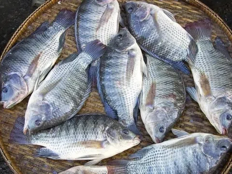 Bộ phận rất bẩn của cá thích mấy cũng không nên ăn