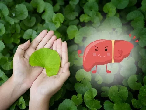 6 lợi ích sức khỏe của rau má