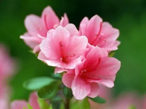 Những loài hoa có độc nhưng lại được nhiều người trồng làm cảnh