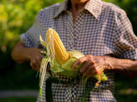 Trà râu bắp có thể làm tan sỏi thận 'mọi kích cỡ'?