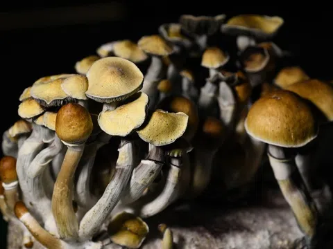 Nước châu Âu đầu tiên cho phép dùng nấm 'ma thuật' chữa trầm cảm