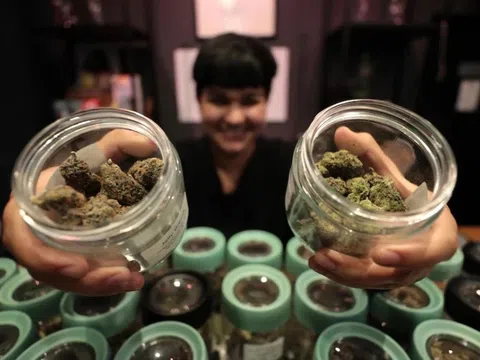 Một nghiên cứu gây chấn động về cần sa