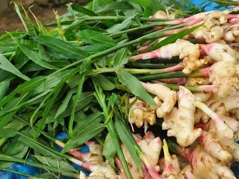 Nhóm người tuyệt đối không nên ăn gừng