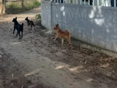 Hàng nghìn người dân Khánh Hòa phải đến viện vì một bệnh