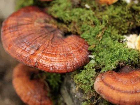 Nấm linh chi có chống được ung thư?