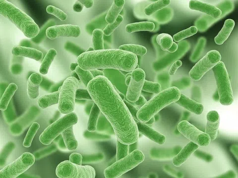 Loại vi khuẩn 'ăn mòn' mô mềm, khiến da hoại tử sau cơn sốt cao