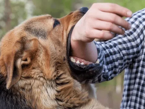 Một người ở Đồng Nai ra đi thương tâm sau khi bị chó cắn