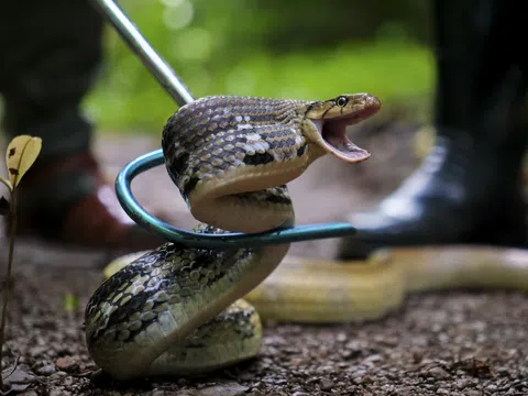 Cận cảnh thả rắn về rừng