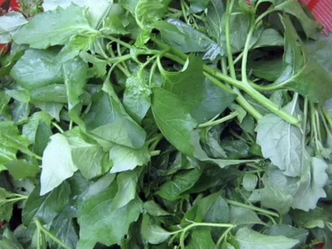 Cây tầm bóp, loại rau dại bất ngờ thành ‘đặc sản’ có tác dụng thế nào cho sức khỏe?