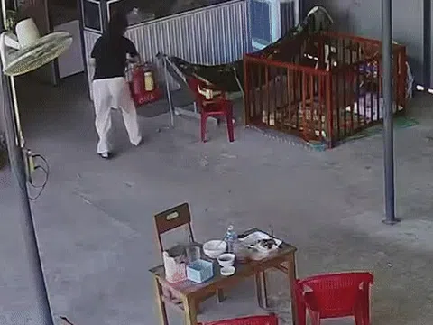 Rắn độc bò lên võng, phản xạ của người mẹ cứu con trong gang tấc