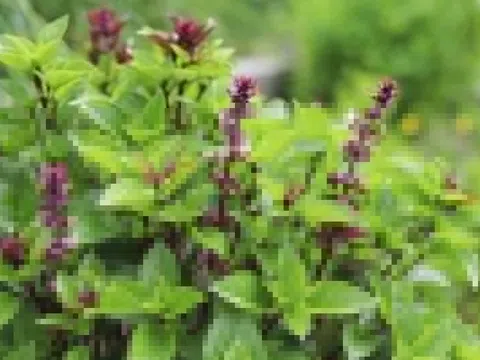 Công dụng gây bất ngờ của rau húng quế