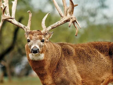 Mỹ cảnh báo khẩn cấp dịch bệnh 'hươu xác sống'