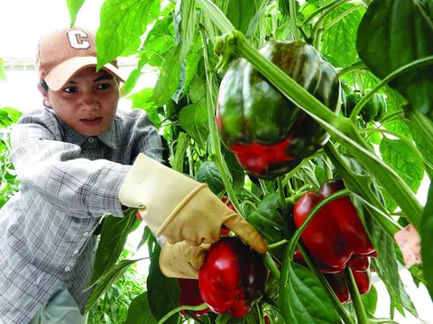 Những loại trái cây giàu vitamin C, chanh không phải là nhất