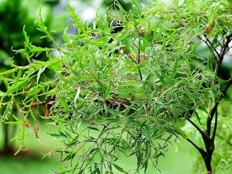 Công dụng bất ngờ của lá đinh lăng đối với sức khỏe