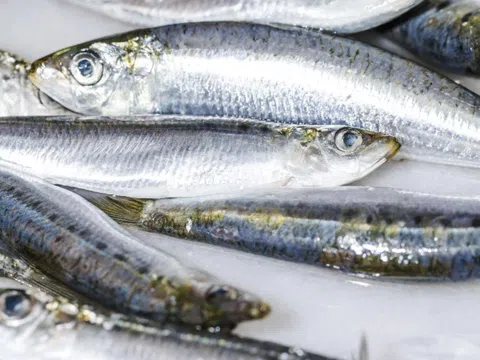 Loại cá vừa ngon, vừa tốt như 'thuốc bổ'