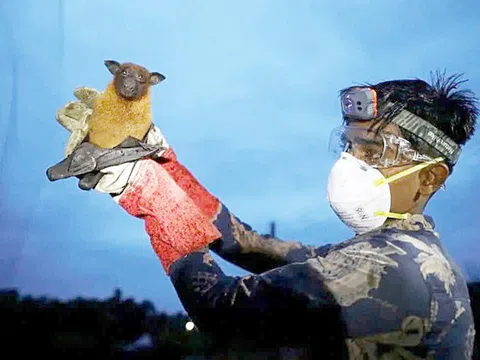 Vi rút Nipah tái xuất tại Ấn Độ, nguy cơ xâm nhập Việt Nam?