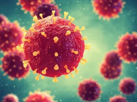 Vì sao virus Nipah nguy hiểm, tỷ lệ tử vong lên đến 75%?