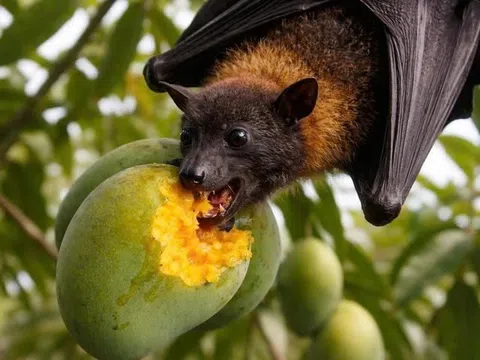 Phòng tránh virus Nipah, khi ăn hoa quả phải nhớ 2 việc quan trọng