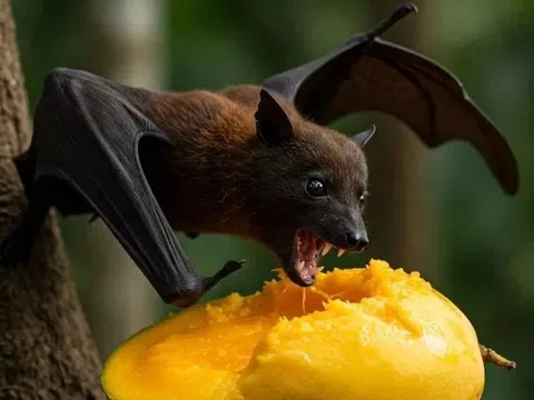 Hà Nội ra chỉ đạo khẩn về phòng chống virus Nipah