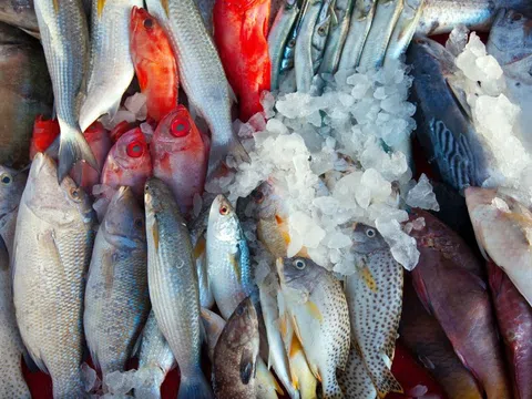 Các loại cá chứa nhiều thủy ngân gây hại cho sức khỏe