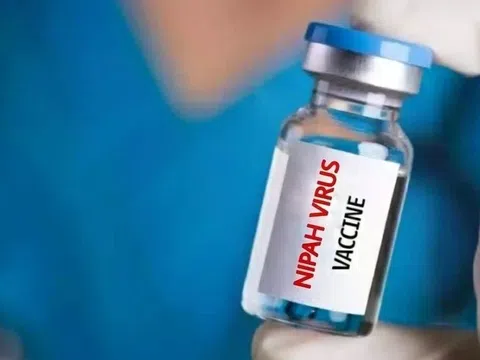 Nhật Bản thử nghiệm lâm sàng vaccine ngừa virus Nipah