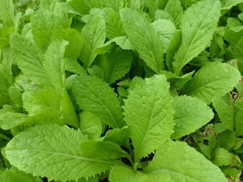 Lợi ích của cải bẹ xanh đối với sức khỏe