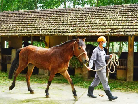 Những con ngựa hiến máu cứu người