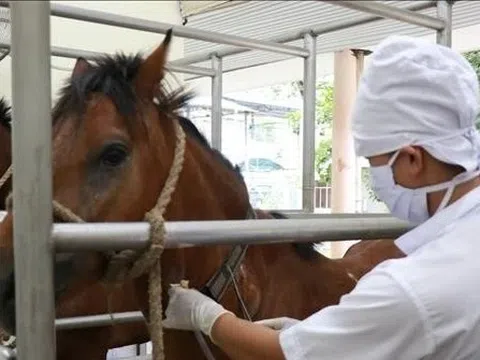 Chuyện những con ngựa cống hiến cho y học