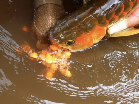 13 người nhập viện nghi ngộ độc sau khi ăn trứng cá cảnh