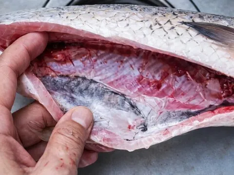 Bộ phận của cá nhiều ký sinh trùng, khi ăn phải làm sạch