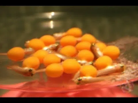 13 người nhập viện sau ăn trứng cá Rồng