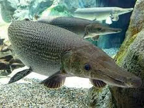 Công an lên tiếng vụ nhiều người nhập viện nghi ngộ độc sau khi ăn trứng cá sấu hỏa tiễn