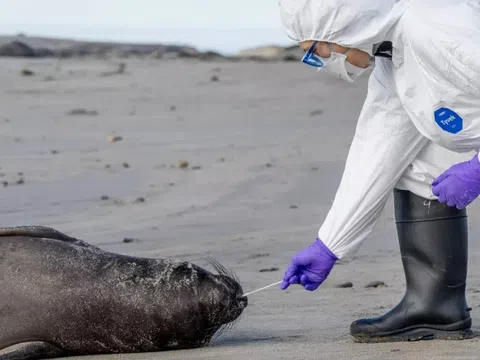 Bang ở Mỹ phong tỏa điểm ngắm hải cẩu voi vì mầm bệnh nguy hiểm