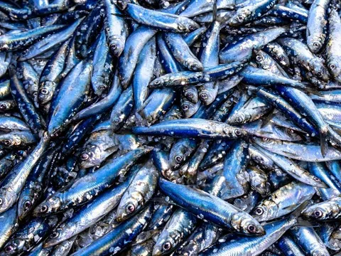 4 loại cá là 'kho Omega-3' nên thêm vào bữa cơm hàng ngày