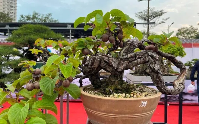 Vườn cây cảnh chục tỷ đồng ở Bình Định khiến dân sành chơi Hà Nội choáng váng